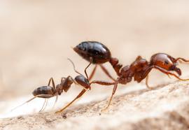 A feisty little Argentine ant ( Linepithema humile ) attacks a much larger fire ant ( Solenopsis invicta ). Both species co-exist naturally in subtropical South America, but in the southern United States where both have been accidentally introduced, the fire ant has displaced the Argentine ant Photo by ©Alexander L. Wild, alexanderwild.com