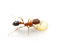 Worker ant drinking from a honey bait. Photo by ©Alexander L. Wild, alexanderwild.com