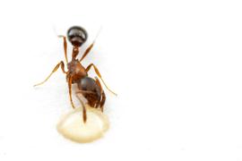 Adult ant drinks from a honey bait. Photo by ©Alexander L. Wild, alexanderwild.com