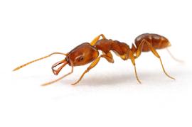 Adult. This individual is from a population that has recently colonized suburban Florida, becoming one of many non-native ant species in the state. Photo by ©Alexander L. Wild, alexanderwild.com