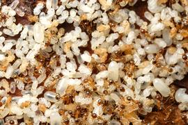 Adults inside the brood nest of a big-headed ant colony. Photo by ©Alexander L. Wild, alexanderwild.com