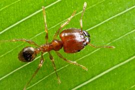 A major worker of the big-headed ant. Photo by ©Alexander L. Wild, alexanderwild.com