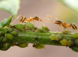 Minor workers of the big-headed ant tend aphids for honeydew. Photo by ©Alexander L. Wild, alexanderwild.com