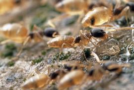 A house pest in warmer climates around the world. Photo by ©Alexander L. Wild, alexanderwild.com