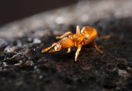 A cryptic ant from the old world tropics that has spread across the globe with human trade. Photo by ©Alexander L. Wild, alexanderwild.com