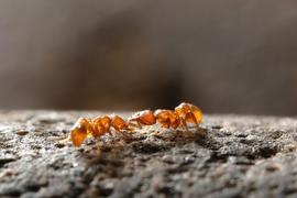 This species, small and cryptic predatory ant, is one of many ant species that have taken advantage of human trade to spread around the world. Photo by ©Alexander L. Wild, alexanderwild.com