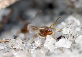 Adult rover ants carry excavated soil from their nest. Photo by ©Alexander L. Wild, alexanderwild.com