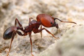 A major worker of the South American big-headed ant. Photo by ©Alexander L. Wild, alexanderwild.com
