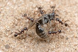 This species stays ahead of the competition using group retrieval of food items (in this case, a scavenged wasp carcass). Working together the ants can usually get the bounty home before a more aggressive species usurps their find. Photo by ©Alexander L. Wild, alexanderwild.com