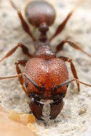 The long, sharp jaws of this soldier indicate a predominately predatory species. Photo by ©Alexander L. Wild, alexanderwild.com