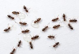 Adult, rover ants feed from a sugar water bait. Photo by ©Alexander L. Wild, alexanderwild.com