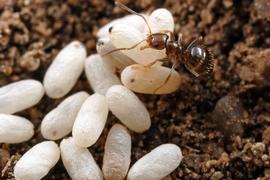 Adult and pupae, in the brood nest. Photo by ©Alexander L. Wild, alexanderwild.com