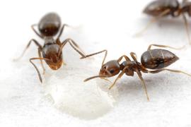 Adult rover ants drinking from a sugar bait. Photo by ©Alexander L. Wild, alexanderwild.com