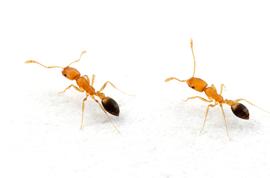 A trail of pharaoh's ants. Photo by ©Alexander L. Wild, alexanderwild.com