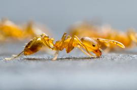 A pharaoh ant drinks from a droplet of spilled sugar water. Photo by ©Alexander L. Wild, alexanderwild.com