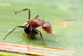 Adult foraging worker showing the distinctive posture with the gaster tucked under the body. Photo by ©Alexander L. Wild, alexanderwild.com