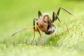 Adult foraging worker showing the distinctive posture with the gaster tucked under the body. Photo by ©Alexander L. Wild, alexanderwild.com