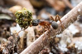 Adult carrying caterpillar frass back to the nest where it will be fed to the colony's fungus garden. Photo by ©Alexander L. Wild, alexanderwild.com