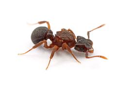 Portrait of a queen fungus-growing ant. Photo by ©Alexander L. Wild, alexanderwild.com