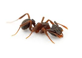 Portrait of a worker fungus-growing ant. Photo by ©Alexander L. Wild, alexanderwild.com