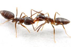 Two nestmates of the odorous house ant share a granule of sugar. Photo by ©Alexander L. Wild, alexanderwild.com