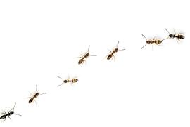 A trail of odorous house ants. Photo by ©Alexander L. Wild, alexanderwild.com