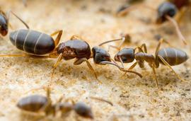 Queen and worker odorous house ants. Photo by ©Alexander L. Wild, alexanderwild.com