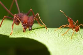 Anterior view of head, adult worker. cuts through a leaf while a smaller worker guards against the overzealous photographer. Captive colony at the University of Texas Photo by ©Alexander L. Wild, alexanderwild.com