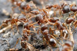 As neighboring pavement ant colonies grow into each others' territories, they test their strength in extended battles. Photo by ©Alexander L. Wild, alexanderwild.com