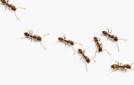 A trail of Argentine ants. Photo by ©Alexander L. Wild, alexanderwild.com