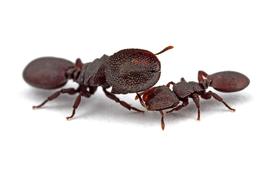  Cephalotes varians . Portrait of major and minor turtle ant workers. The large head of the major serves as a living door. Photo by ©Alexander L. Wild, alexanderwild.com
