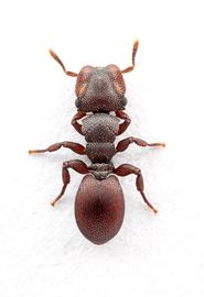  Cephalotes varians . Portrait of a turtle ant minor worker. Photo by ©Alexander L. Wild, alexanderwild.com