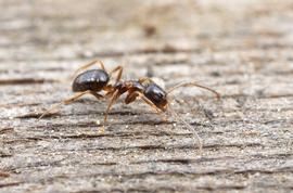 Adult worker foraging and from an introduced population in California. This species is native to eastern North America. Photo by ©Alexander L. Wild, alexanderwild.com
