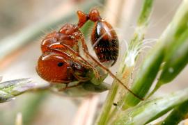 A native fire ant harvests a grass seed. Fire ants are occasional granivores. Photo by ©Alexander L. Wild, alexanderwild.com