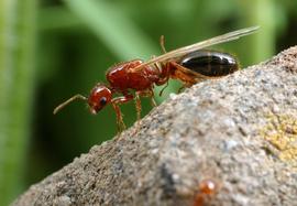A winged queen fire ant prior to her mating flight. Photo by ©Alexander L. Wild, alexanderwild.com