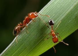 A fire ant native to southern and western North America. Photo by ©Alexander L. Wild, alexanderwild.com
