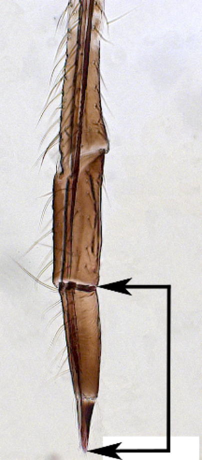 Ultimate rostral segment