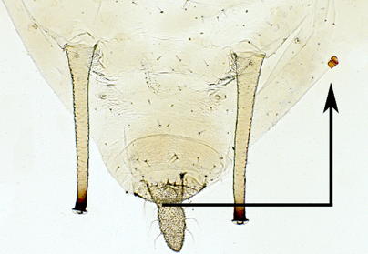 Body length as measured from the abdomen