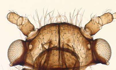 Antennal tubercles absent
