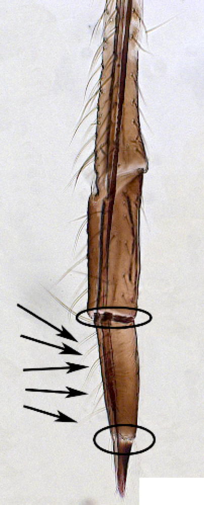 Rostral accessory setae