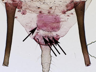 Adult vivipara genital plate