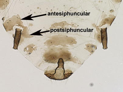 Siphuncular sclerites