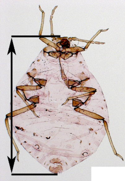 Body length without cauda