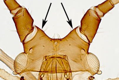 Antennal tubercles diverging