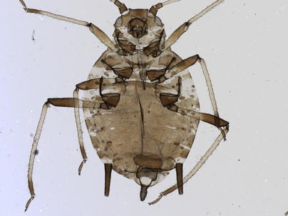 Fully sclerotized dorsum