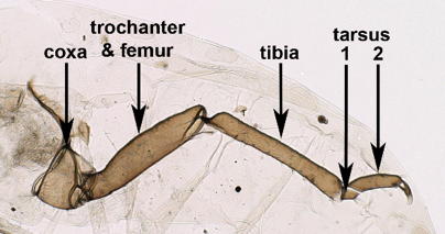 Trochanter and femur fused
