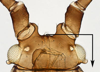 Body length as measured from the head