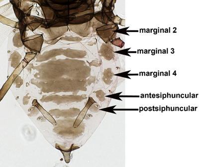 Marginal sclerotization