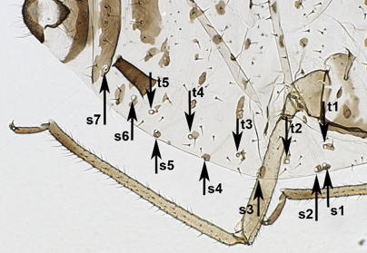 Marginal tubercles and spiracles