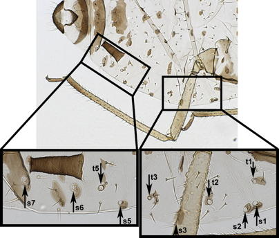 Tubercles not on both segments 1 and 7